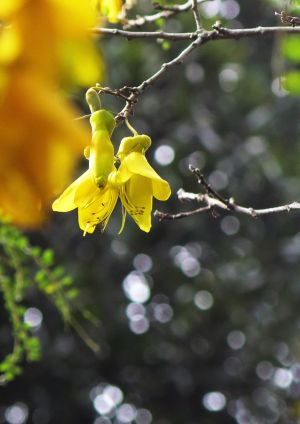 Kowhai Flower 